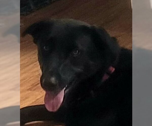 Medium Photo #3 Labrador Retriever-Unknown Mix Puppy For Sale in Palatine/Kildeer/Buffalo grove, IL, USA