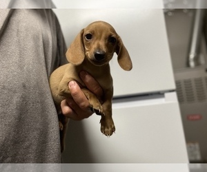Dachshund Puppy for sale in LA MESA, CA, USA
