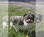 Small #2 Shih Tzu Mix
