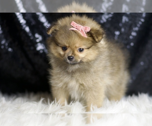 Medium Photo #4 Pomeranian Puppy For Sale in WARSAW, IN, USA