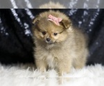 Small #3 Pomeranian