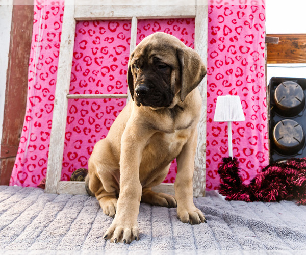 Medium Photo #31 Mastiff Puppy For Sale in WAKARUSA, IN, USA