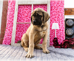 Small #8 Mastiff