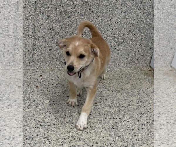 Medium Photo #3 Jack Russell Terrier-Labrador Retriever Mix Puppy For Sale in Mechanicsburg, PA, USA