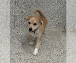 Small #2 Jack Russell Terrier-Labrador Retriever Mix
