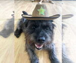 Small #1 Cairn Terrier Mix