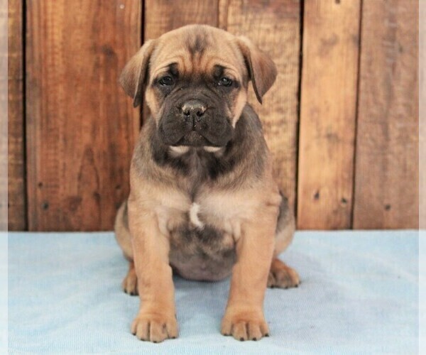 Medium Photo #2 Cane Corso Puppy For Sale in APPLE CREEK, OH, USA