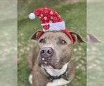 Small #4 American Pit Bull Terrier Mix