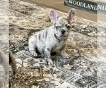 Small Photo #17 French Bulldog Puppy For Sale in GIG HARBOR, WA, USA