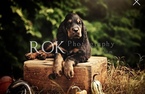 Small Photo #24 Gordon Setter Puppy For Sale in PADUCAH, KY, USA