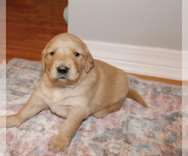 Medium Photo #7 Golden Retriever Puppy For Sale in GRAND BAY, AL, USA