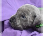 Small Photo #4 Great Dane Puppy For Sale in ALVARADO, TX, USA