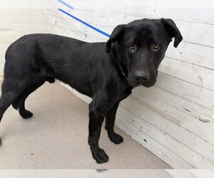 Labrador Retriever Dogs for adoption in San Bernardino, CA, USA