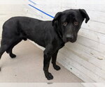 Small Labrador Retriever