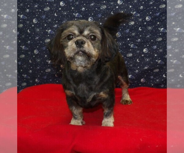 Medium Photo #13 Cavapoochon (Miniature) Puppy For Sale in PATERSON, NJ, USA