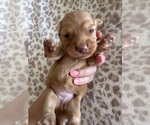 Image preview for Ad Listing. Nickname: Mochi