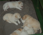 Small Photo #9 Goldendoodle Puppy For Sale in COLCHESTER, CT, USA