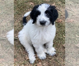 Goldendoodle-Poodle (Standard) Mix Puppy for sale in KNOXVILLE, TN, USA