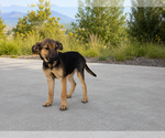 Small Photo #2 Rottweiler Puppy For Sale in MIDWAY, UT, USA
