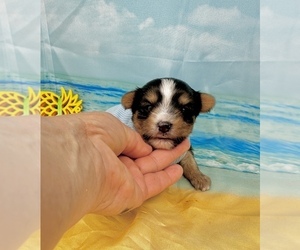 Morkie Puppy for sale in CASSVILLE, MO, USA