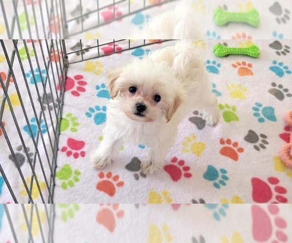 Medium Photo #3 Maltipoo (Toy) Puppy For Sale in ORO VALLEY, AZ, USA