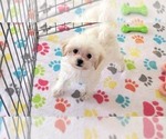 Small #2 Maltipoo (Toy)