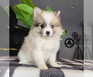 Medium Pomeranian