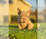 Small #11 French Bulldog