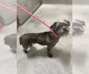 Lhasa Apso-Unknown Mix Dogs for adoption in Forestville, MD, USA