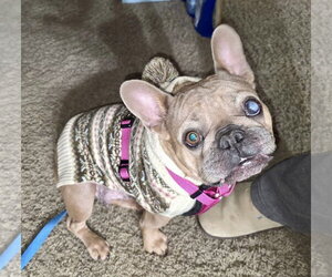 Patita - Female French Bulldog Dog for Adoption - Photo #2