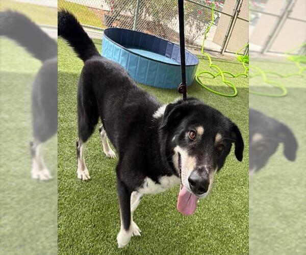 Medium Photo #1 Border Collie-Siberian Husky Mix Puppy For Sale in Baytown, TX, USA