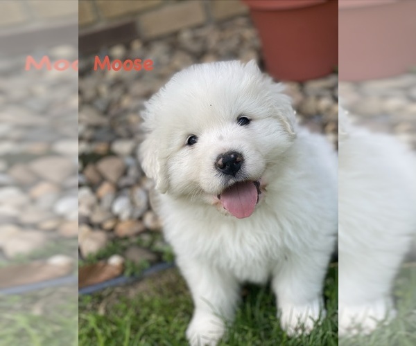 Medium Photo #1 Great Pyrenees Puppy For Sale in MERCERSBURG, PA, USA