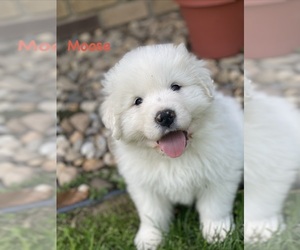 Medium Great Pyrenees