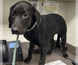 Labrador Retriever-Unknown Mix Dogs for adoption in Plano, TX, USA