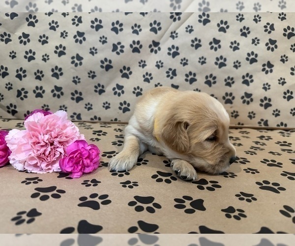 Medium Photo #9 Golden Retriever Puppy For Sale in PANA, IL, USA