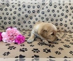 Small #8 Golden Retriever