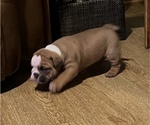 Small Photo #3 English Bulldog Puppy For Sale in MAPLEWOOD, MN, USA