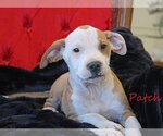 Small Photo #12 Mutt Puppy For Sale in Wakefield, RI, USA