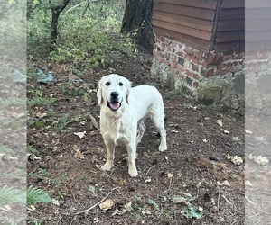 Mother of the English Cream Golden Retriever puppies born on 09/27/2025