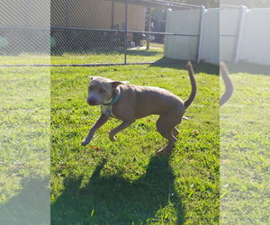 Zoey (Momma) - Female Labrador Retriever-Unknown Mix Dog for Adoption - Photo #17