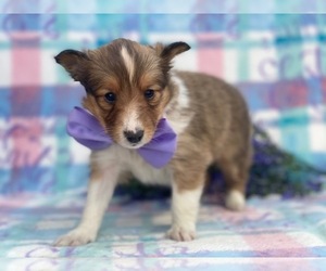 Shetland Sheepdog Puppy for sale in LANCASTER, PA, USA