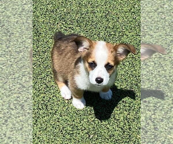 Medium Photo #7 Aussie-Corgi Puppy For Sale in BRIGGSDALE, CO, USA
