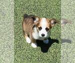 Small #6 Aussie-Corgi