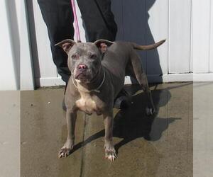 American Pit Bull Terrier-Unknown Mix Dogs for adoption in Louisville, KY, USA