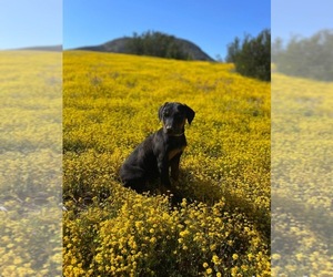 Doberman Pinscher Puppy for sale in TEMECULA, CA, USA