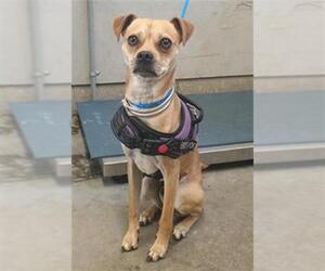 Chug Dogs for adoption in Camarillo, CA, USA