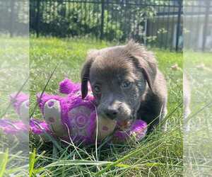 American Pit Bull Terrier-Chihuahua Mix Dogs for adoption in Springdale, PA, USA