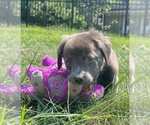 Small American Pit Bull Terrier-Chihuahua Mix