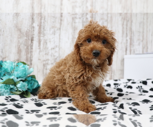Medium Photo #2 Cavapoo Puppy For Sale in SHILOH, OH, USA