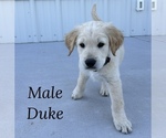 Puppy Duke Goldendoodle